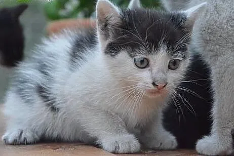 Malenkie kotki 6-7 tyg,adopcja!!,  świętokrzyskie 