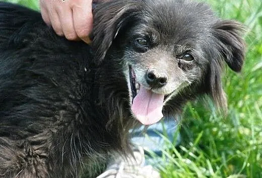 Starsza cudowna suczka Gusia - malizna do adopcji,
