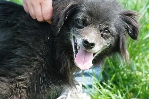 Starsza cudowna suczka Gusia - malizna do adopcji,