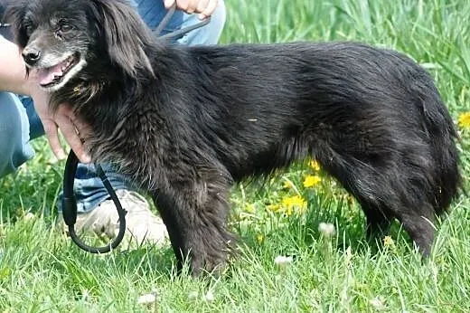Starsza cudowna suczka Gusia - malizna do adopcji,