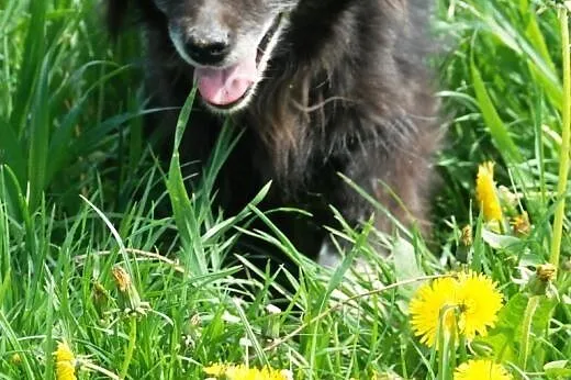Starsza cudowna suczka Gusia - malizna do adopcji,