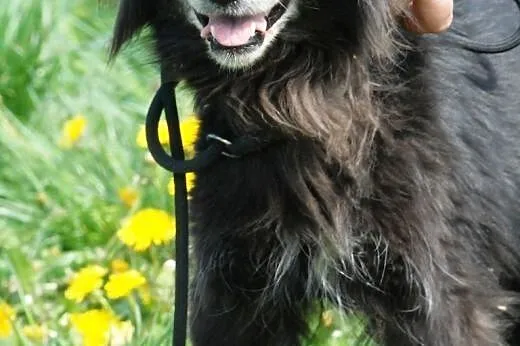 Starsza cudowna suczka Gusia - malizna do adopcji,