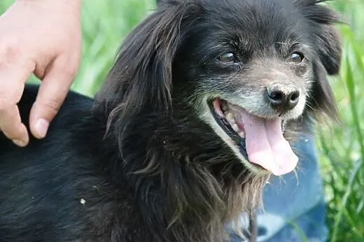 Starsza cudowna suczka Gusia - malizna do adopcji,
