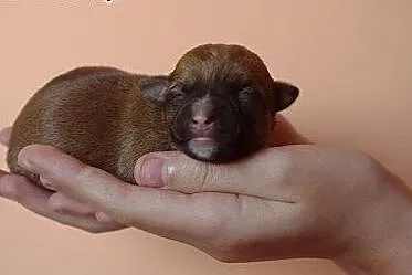 Oddam małe pieski w dobre ręce!, małopolskie Miechów