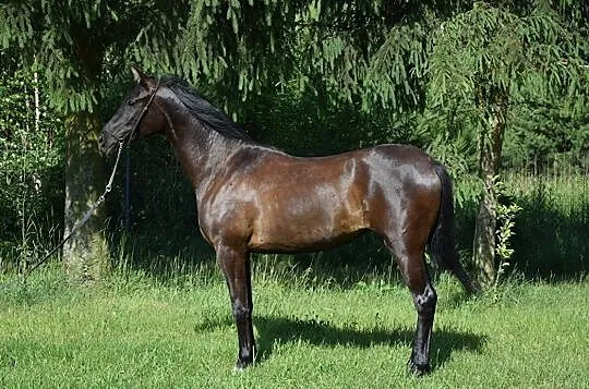 Klacz Arabska (arab,arabski,arabska), , 