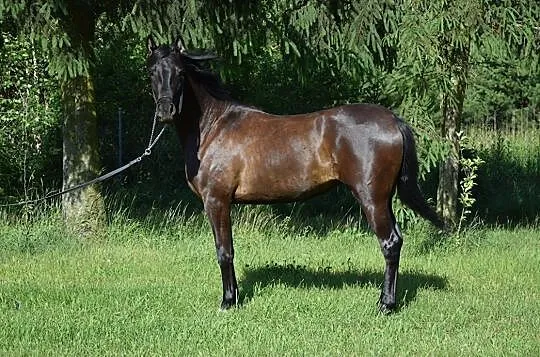 Klacz Arabska (arab,arabski,arabska), , 