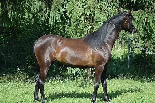 Klacz Arabska (arab,arabski,arabska), , 
