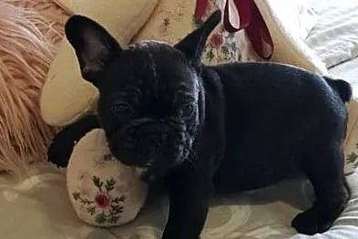 Buldog Francuski z Rodowodem ZKWP, , Bydgoszcz