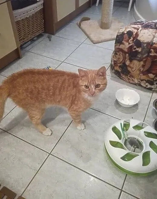 AMBER kocurek wypatruje nowego domu, mazowieckie