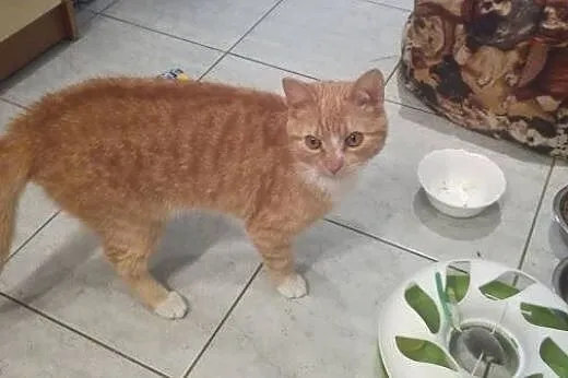 AMBER kocurek wypatruje nowego domu,  mazowieckie 