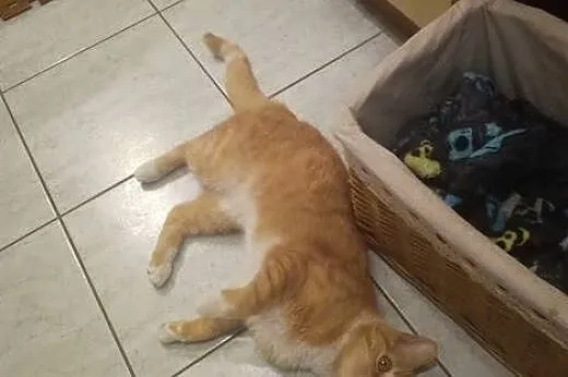 AMBER kocurek wypatruje nowego domu,  mazowieckie 
