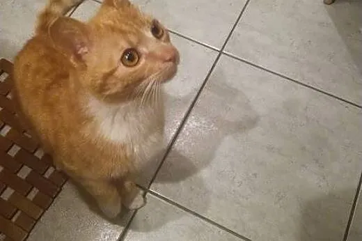 AMBER kocurek wypatruje nowego domu,  mazowieckie 