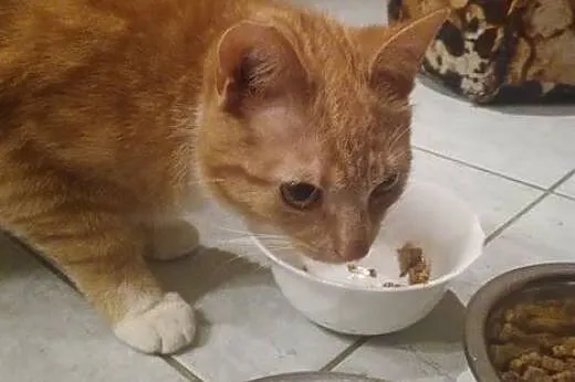 AMBER kocurek wypatruje nowego domu,  mazowieckie 