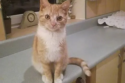 AMBER kocurek wypatruje nowego domu,  mazowieckie 