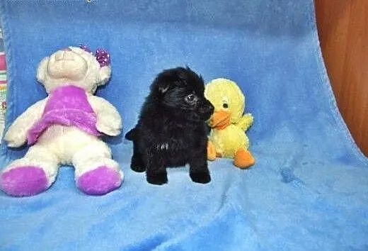 Trzy czarne kudłacze mini, midi i maksi,adopcja!!,
