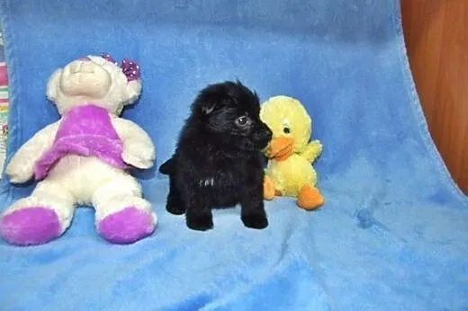 Trzy czarne kudłacze mini, midi i maksi,adopcja!!,