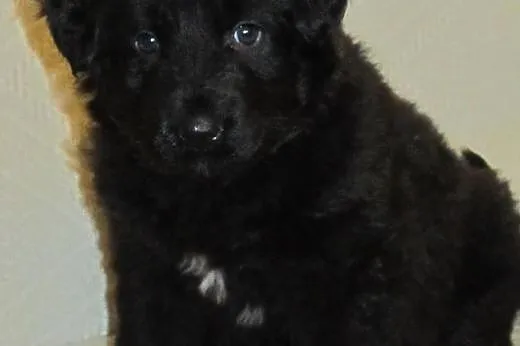 Trzy czarne kudłacze mini, midi i maksi,adopcja!!,