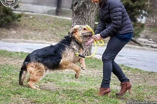 PILNIE POSZUKIWANY DOM dla 5letniej suni ,  lubels