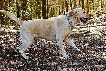 Dżeki-labrador ,który pilnie szuka domu,  pomorski