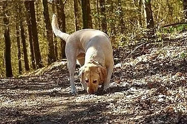 Dżeki-labrador ,który pilnie szuka domu,  pomorski