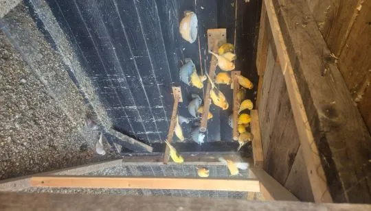Sprzedam papugi rozelle królewskie lutino Orange papugi są tegoroczne, , Grudziądz