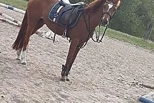 Szukam konia do dzierżawy/ jazd, Małopolskie, Kraków