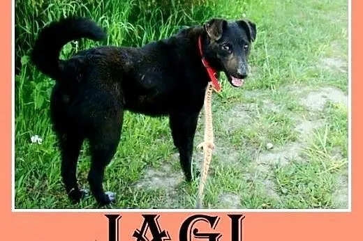 Przyjaciel dzieci, 14 mies. 14kg,łagodny,wesoły pi