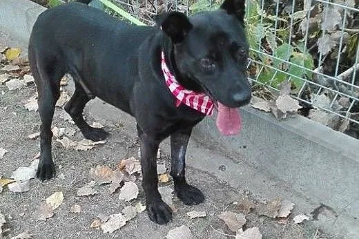Salvo - średni, przyjazny pies - do adopcji,  mazo