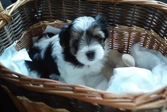 >>Suczka Biewer Yorkshire Terrier - rodowód 