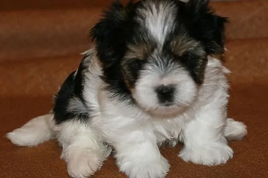 >>Suczka Biewer Yorkshire Terrier - rodowód 