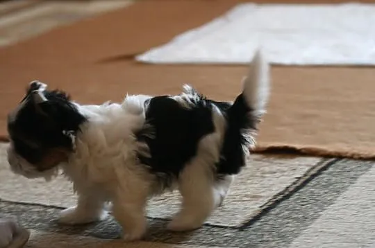 >>Suczka Biewer Yorkshire Terrier - rodowód 