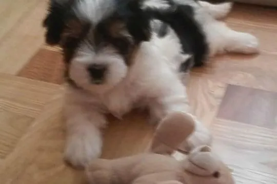 >>Suczka Biewer Yorkshire Terrier - rodowód 