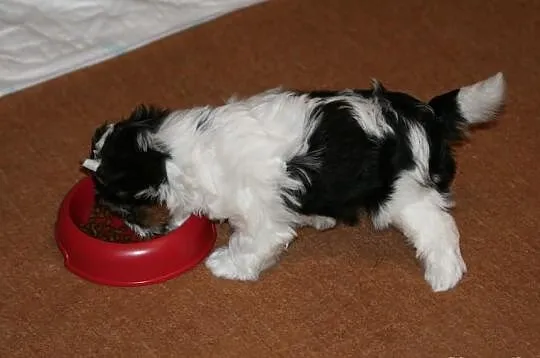 >>Suczka Biewer Yorkshire Terrier - rodowód 