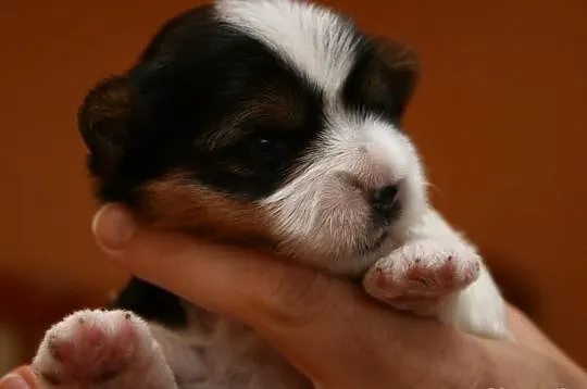 >>Suczka Biewer Yorkshire Terrier - rodowód 
