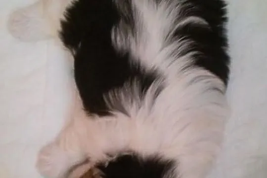 >>Suczka Biewer Yorkshire Terrier - rodowód 