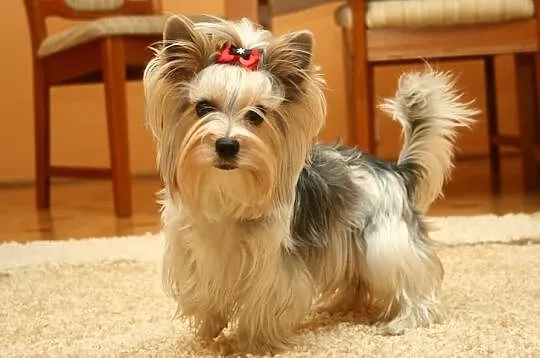 >>Suczka Biewer Yorkshire Terrier - rodowód 