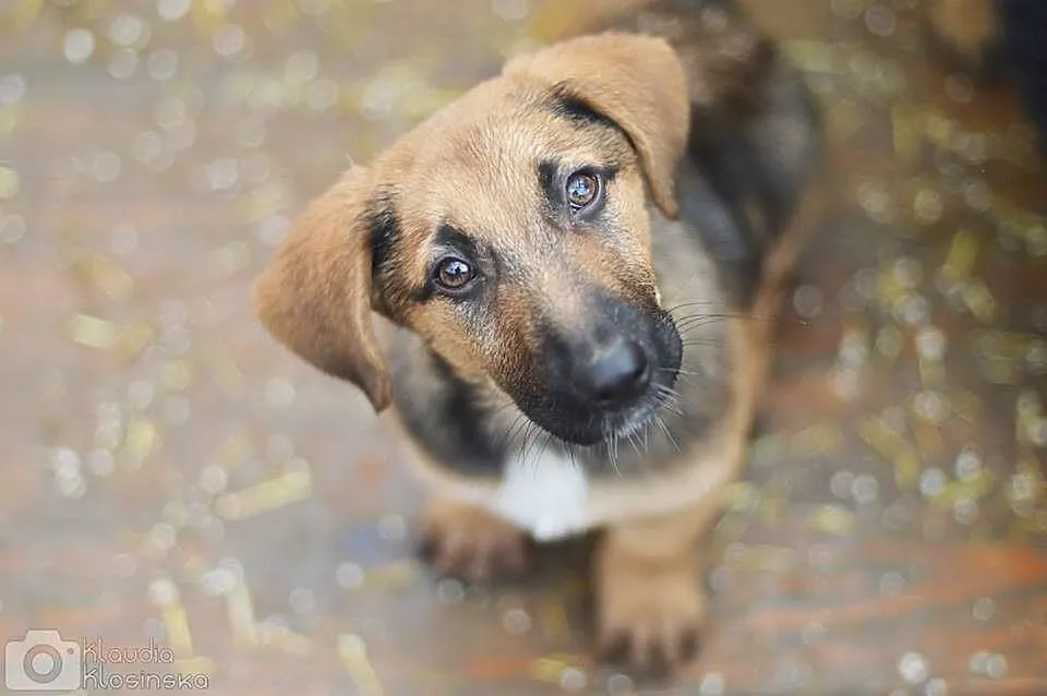 Niewielka, 3 miesięczna Lola - SZCZENIAK ADOPCJA