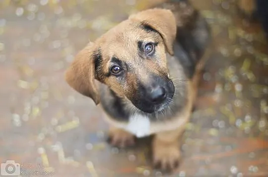 Niewielka, 3 miesięczna Lola - SZCZENIAK ADOPCJA