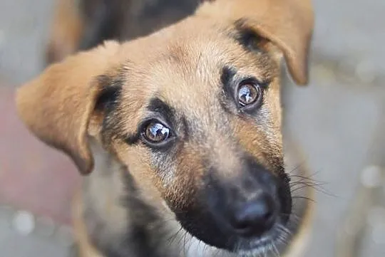 Niewielka, 3 miesięczna Lola - SZCZENIAK ADOPCJA