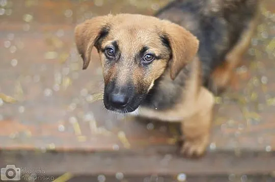 Niewielka, 3 miesięczna Lola - SZCZENIAK ADOPCJA