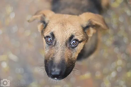 Niewielka, 3 miesięczna Lola - SZCZENIAK ADOPCJA
