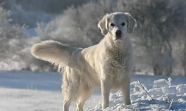 Golden Retriever Piękne Szczenięta , goldeny