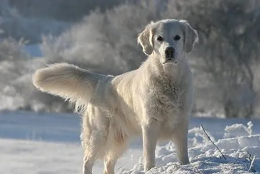 Golden Retriever Piękne Szczenięta , goldeny