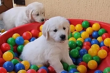 Golden Retriever Piękne Szczenięta , goldeny