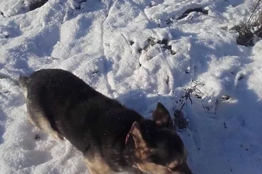 Kropek szuka domu!!, Świętokrzyskie, Skarżysko-Kamienna
