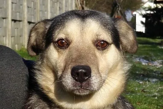 Kropek szuka domu!!, Świętokrzyskie, Skarżysko-Kamienna