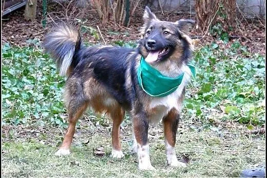 Misha - młody kawaler do adopcji!,  mazowieckie Wa