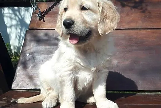 Golden Retriever Rodowód