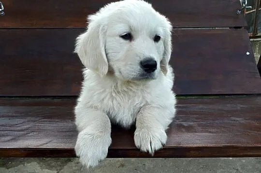 Golden Retriever Rodowód, Mazowieckie, Radom