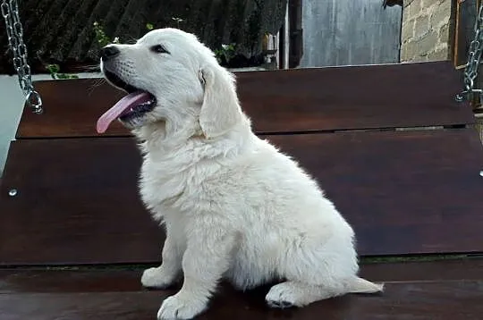 Golden Retriever Rodowód, Mazowieckie, Radom